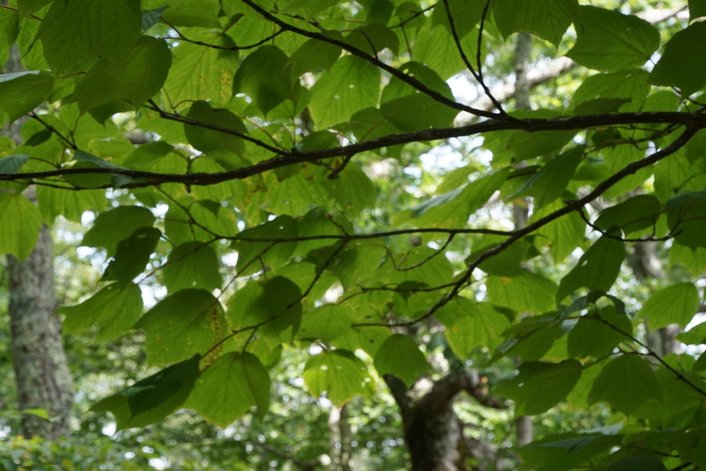 Striped maple