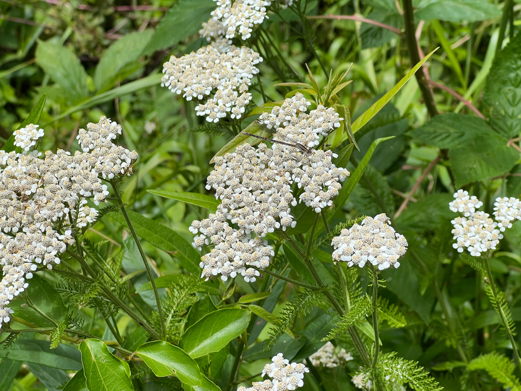 Common yarrow