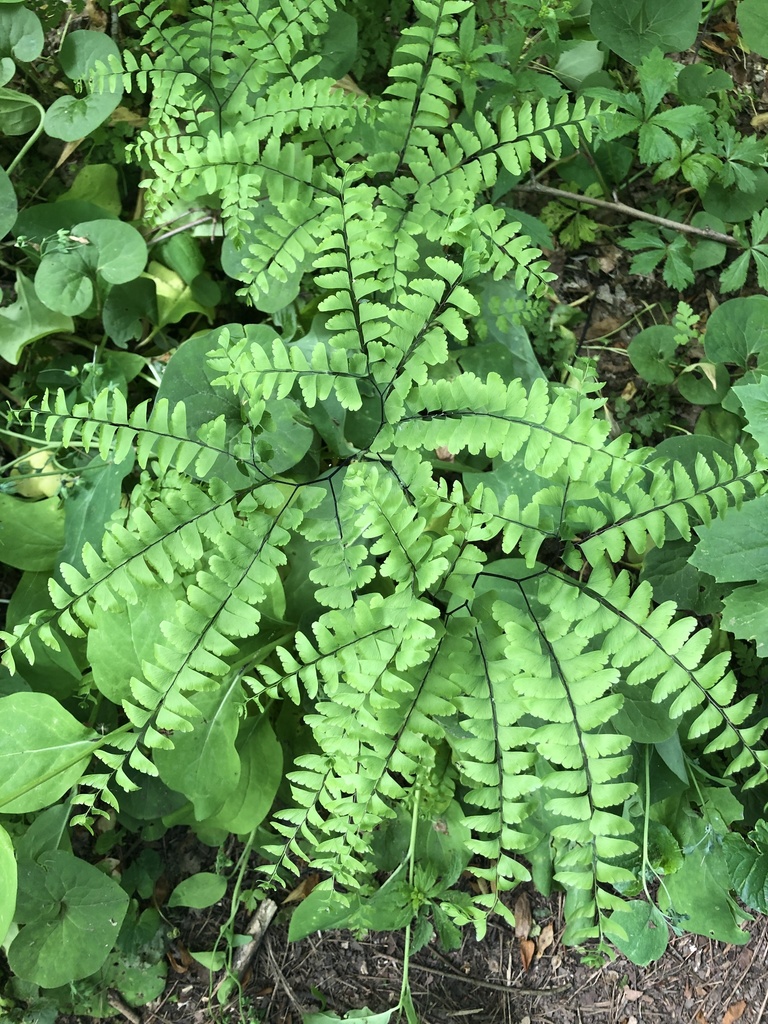 Northern maidenhair fern
