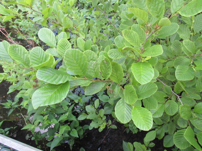 Hazel alder