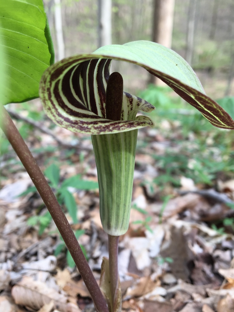 Common jack-in-the-pulpit