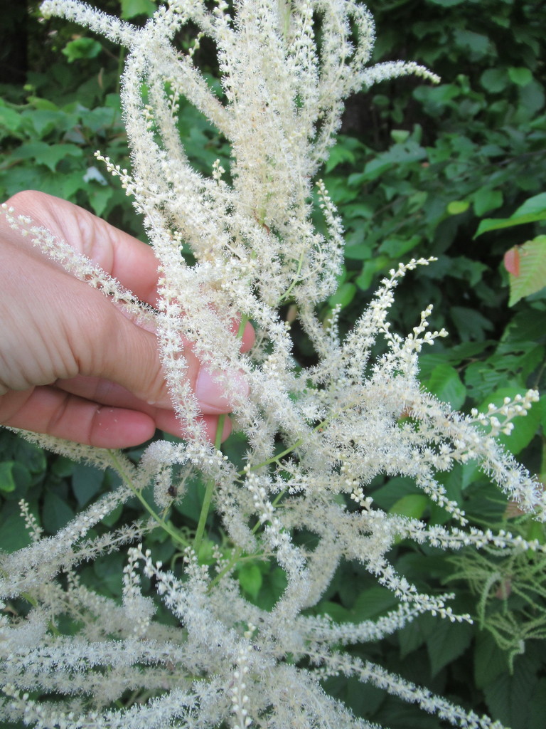 Goat's-beard