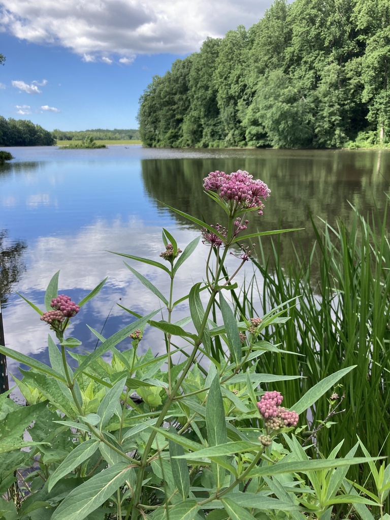 Swamp milkweed