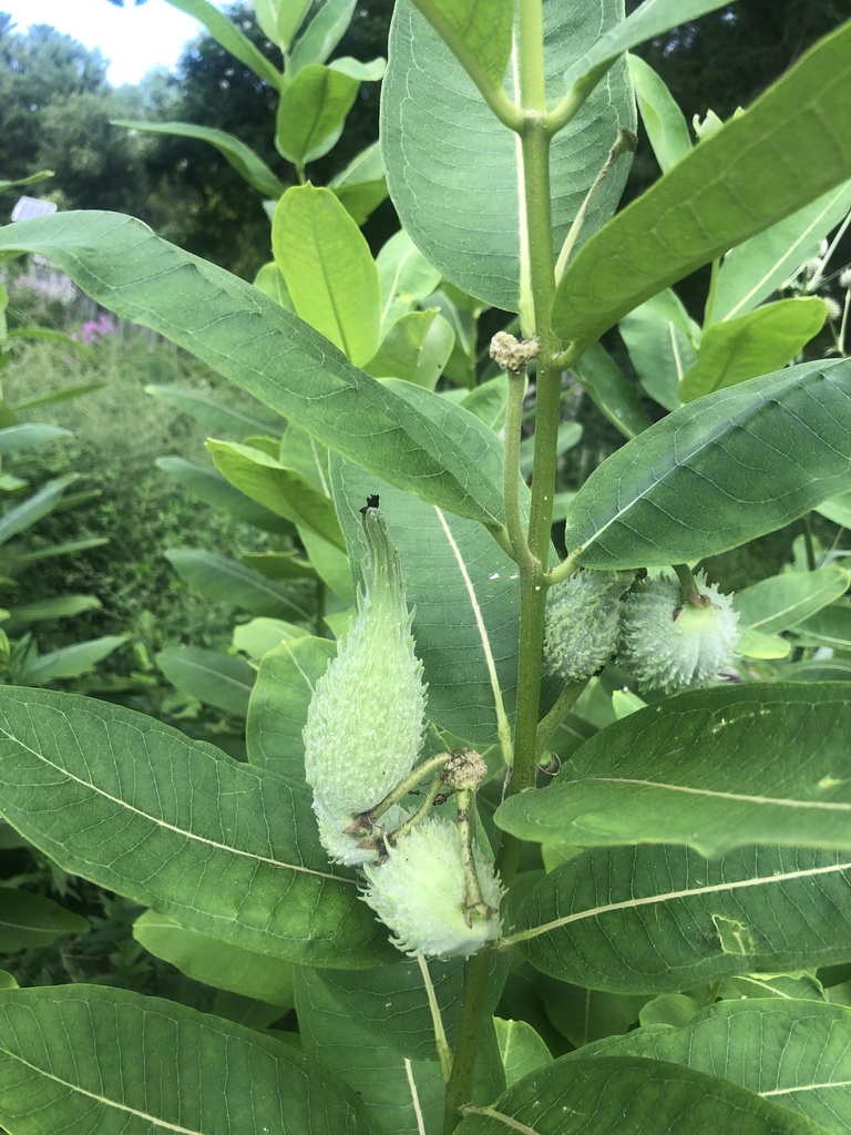 Common milkweed