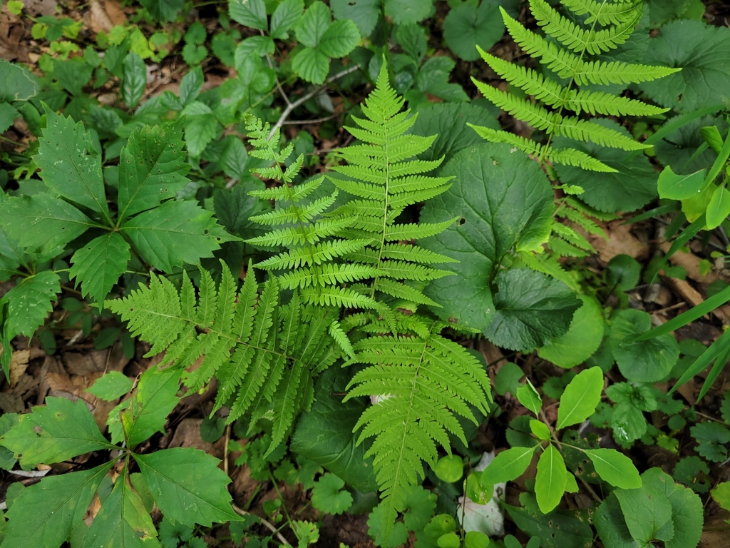 Southern lady fern