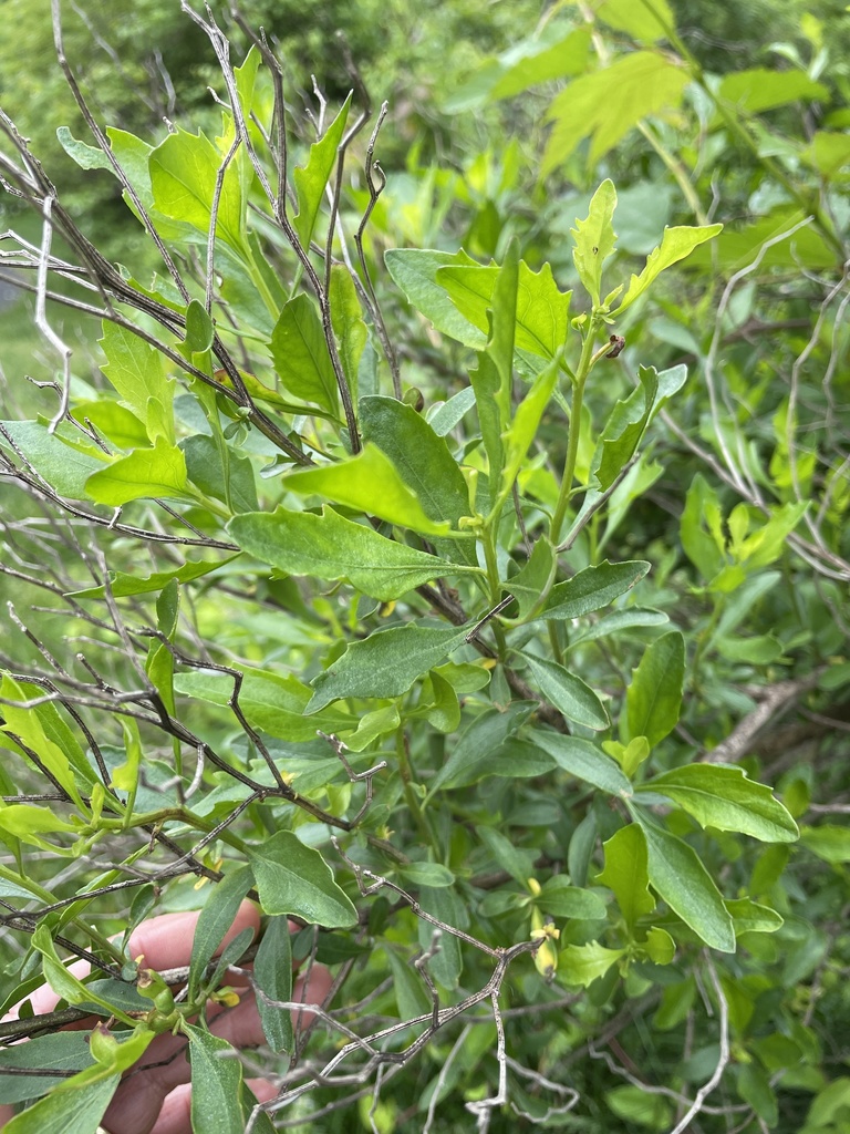 Groundsel tree