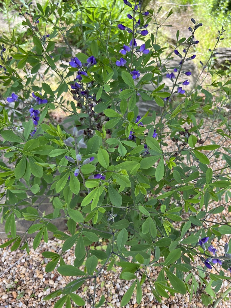 Blue false indigo