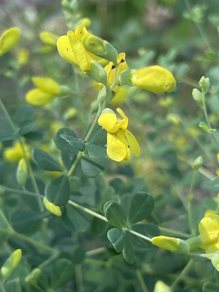 Yellow wild indigo
