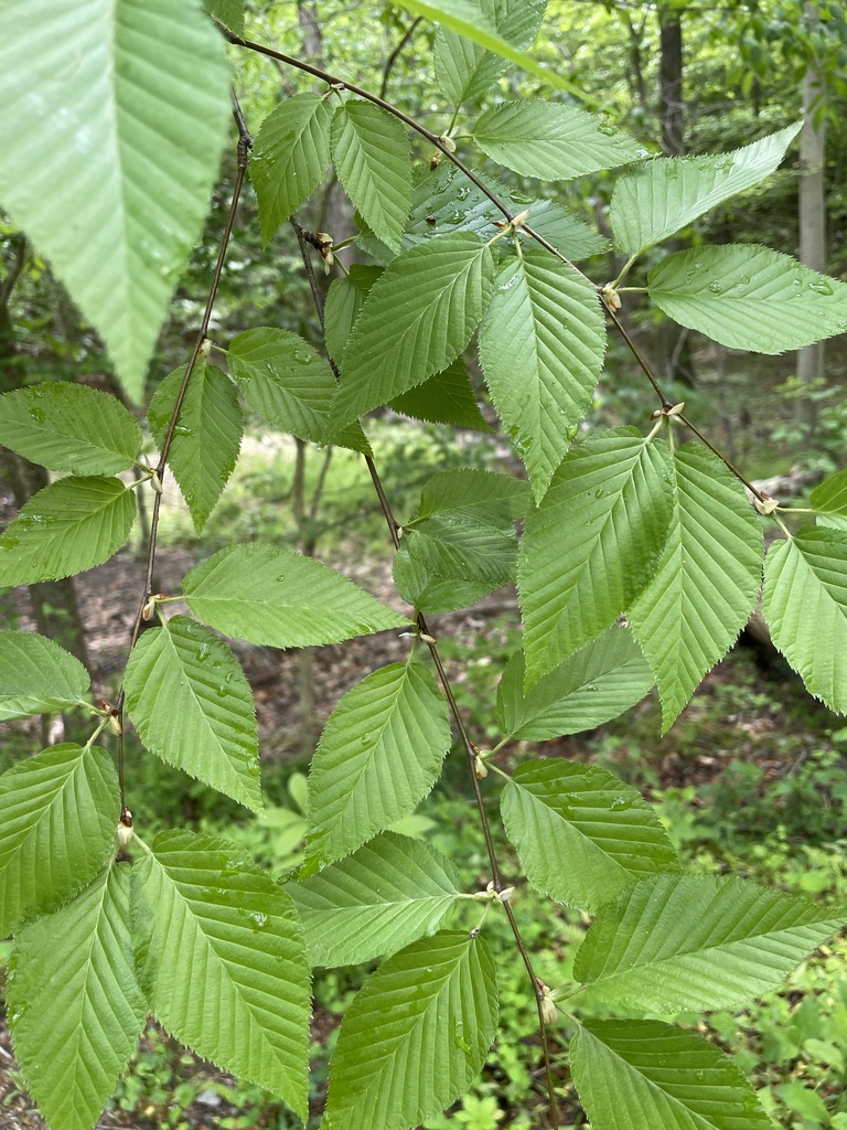 Black birch