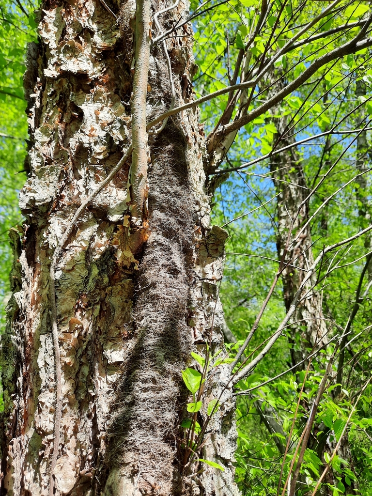 River birch