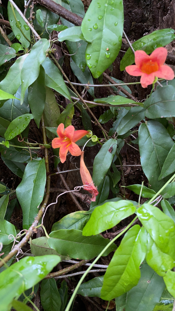 Cross-vine