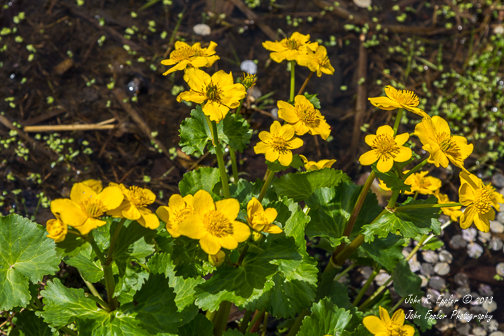 Cowslip
