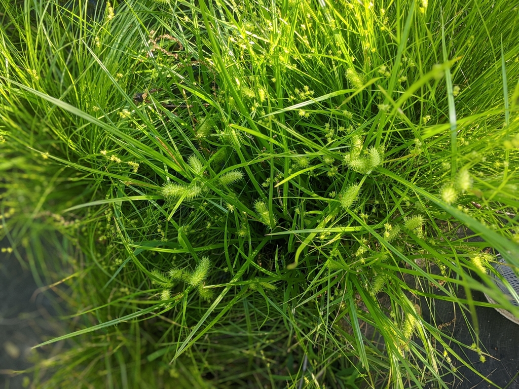 Sallow sedge