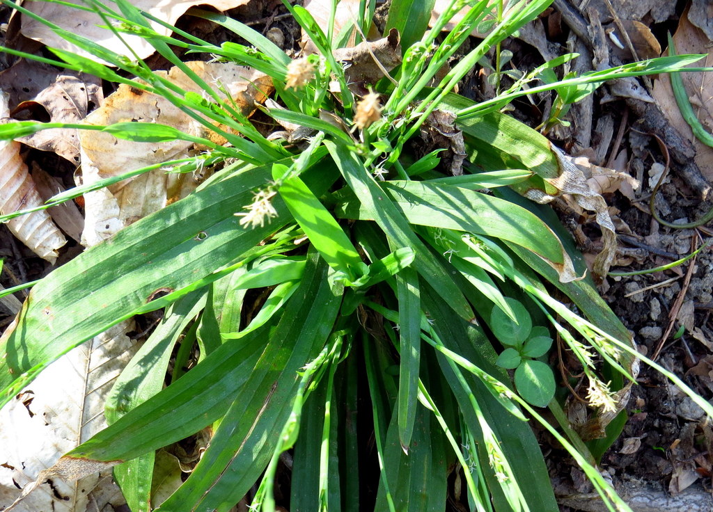 Plantain-leaved sedge