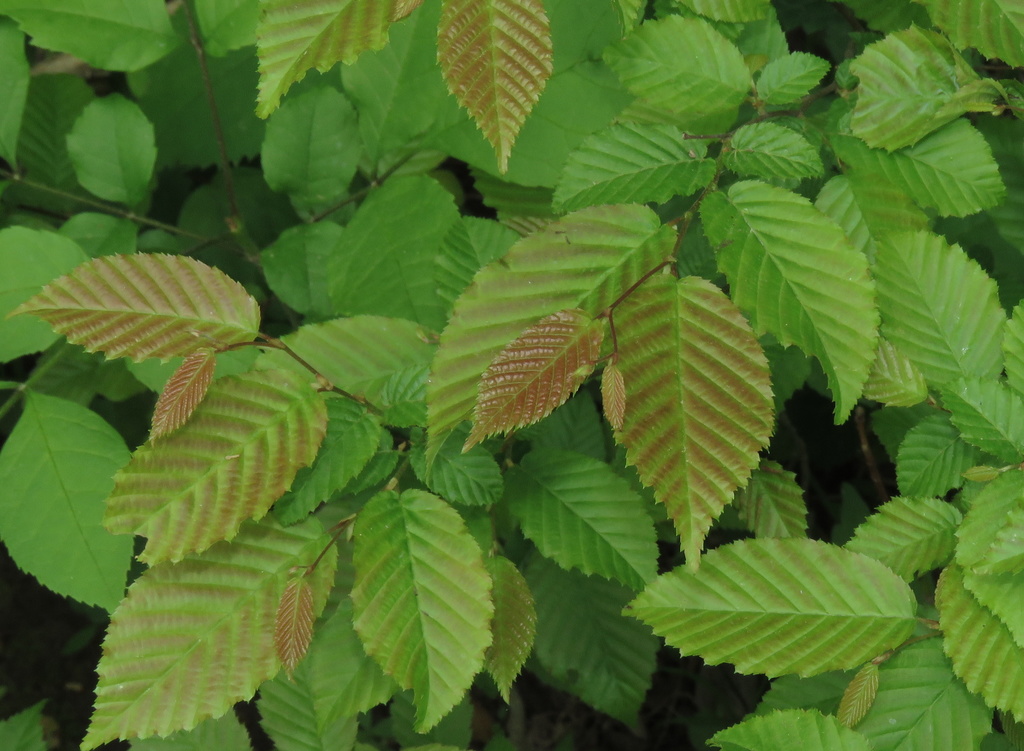 American hornbeam