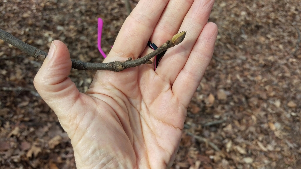 Mockernut hickory