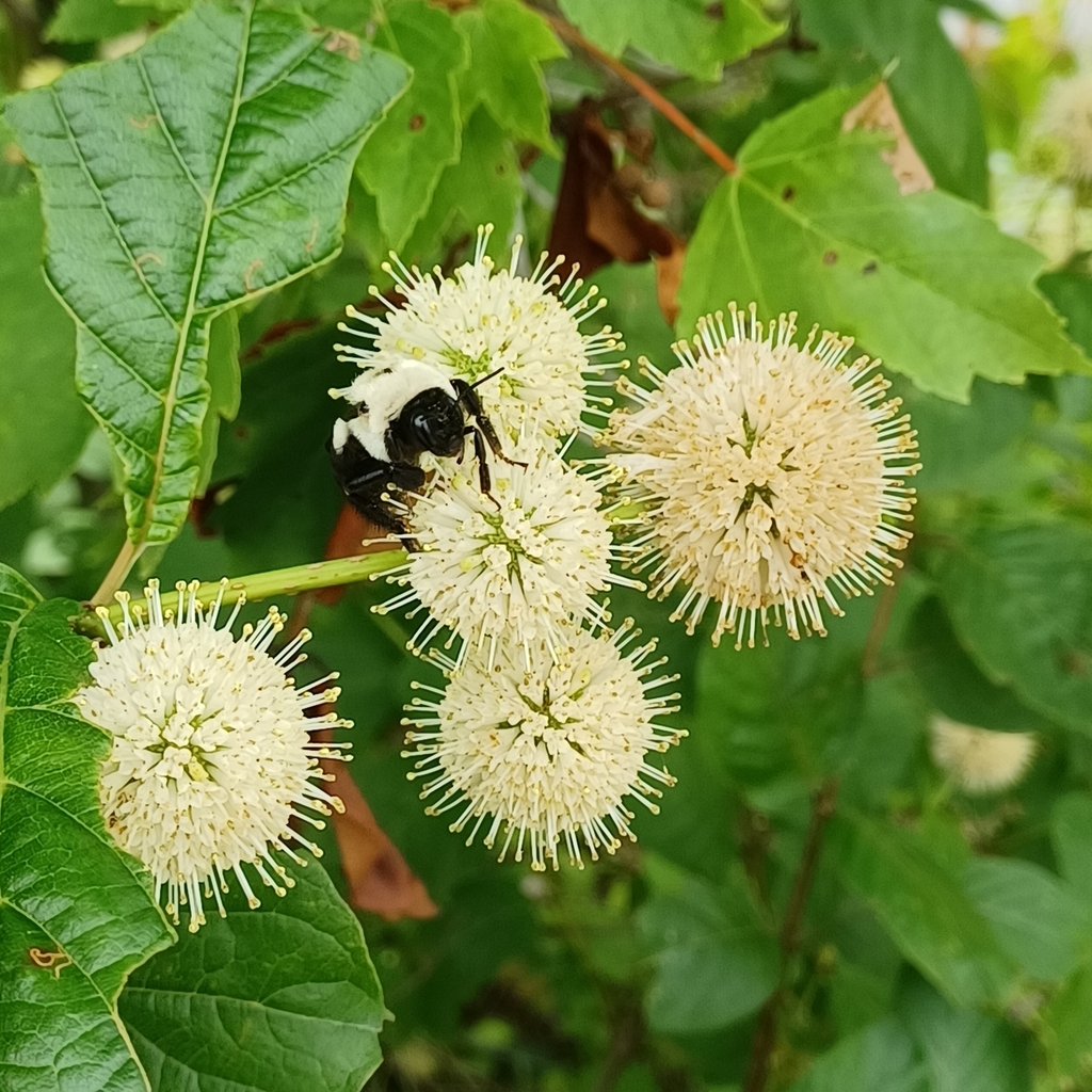 Buttonbush