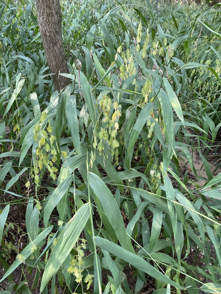 River oats