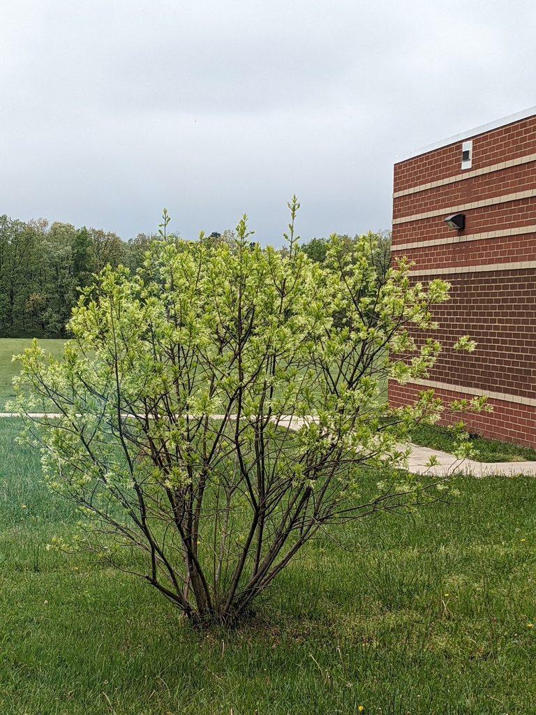 Fringetree