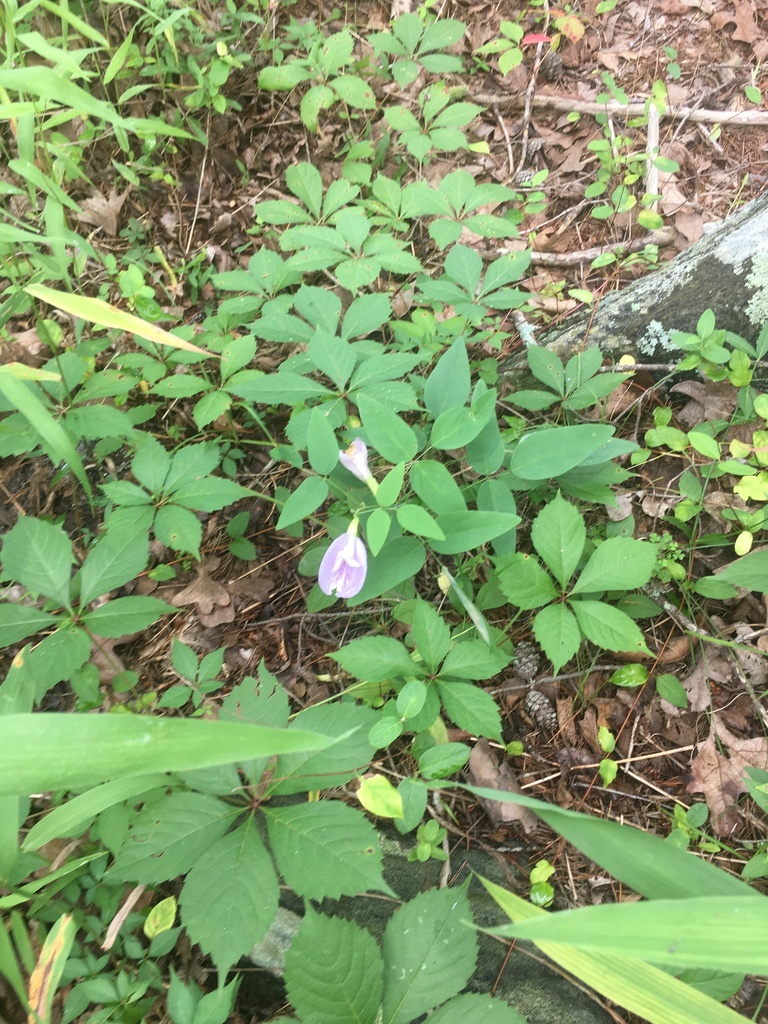 Maryland butterfly pea