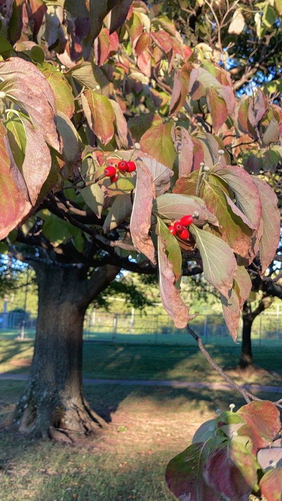 Flowering dogwood