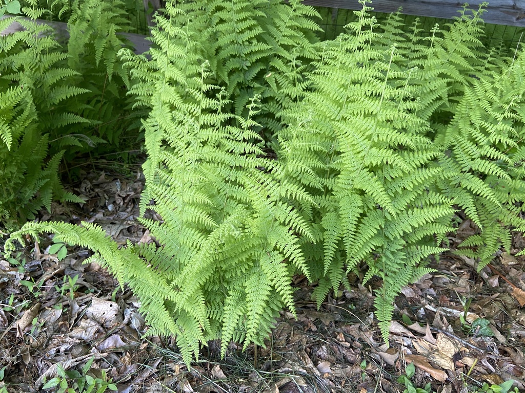 Hay-scented fern