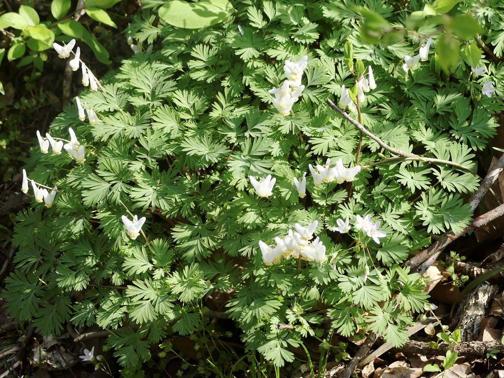 Dutchman's breeches
