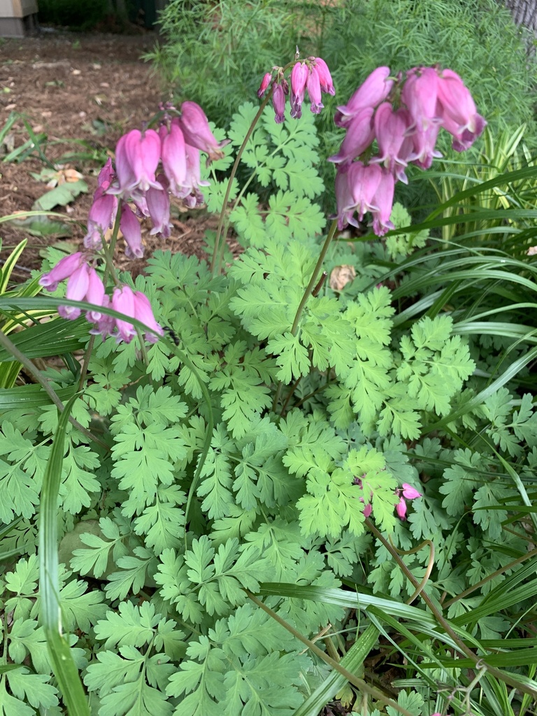 Wild bleeding heart