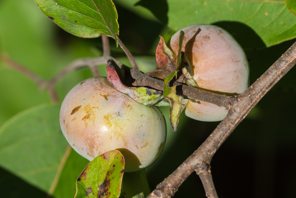 Common persimmon
