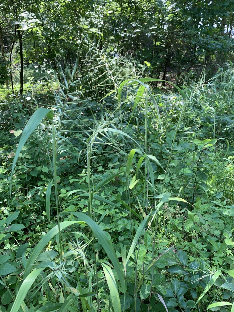 Bottlebrush grass