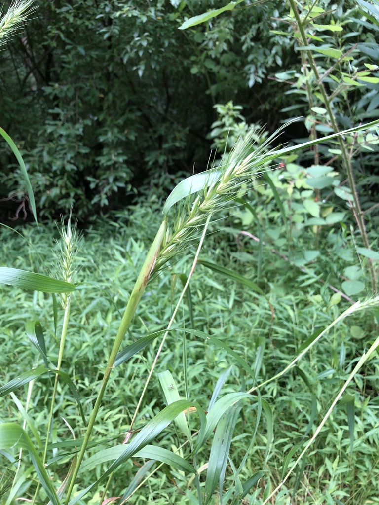 Virginia wild rye