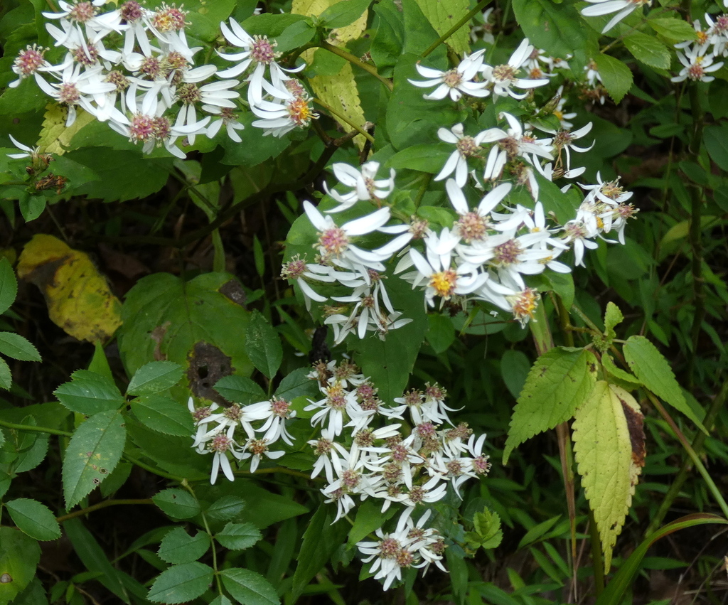 White wood aster
