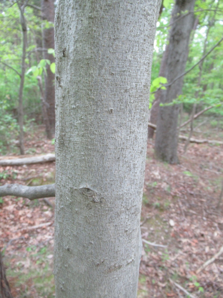 American beech