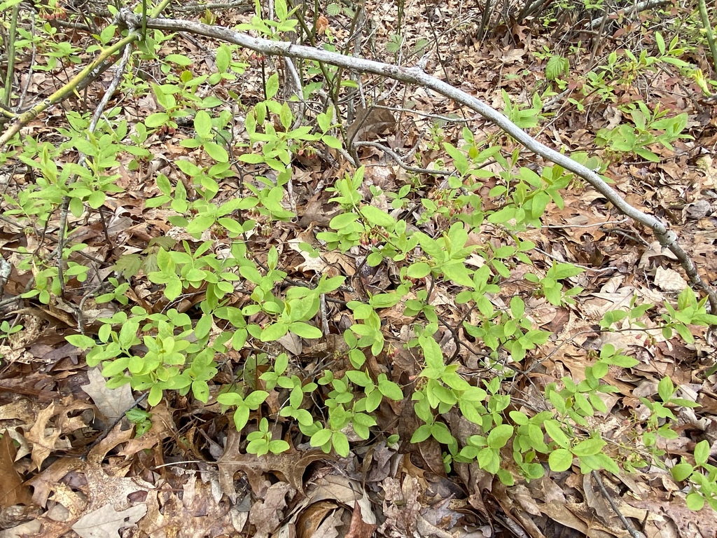 Black huckleberry