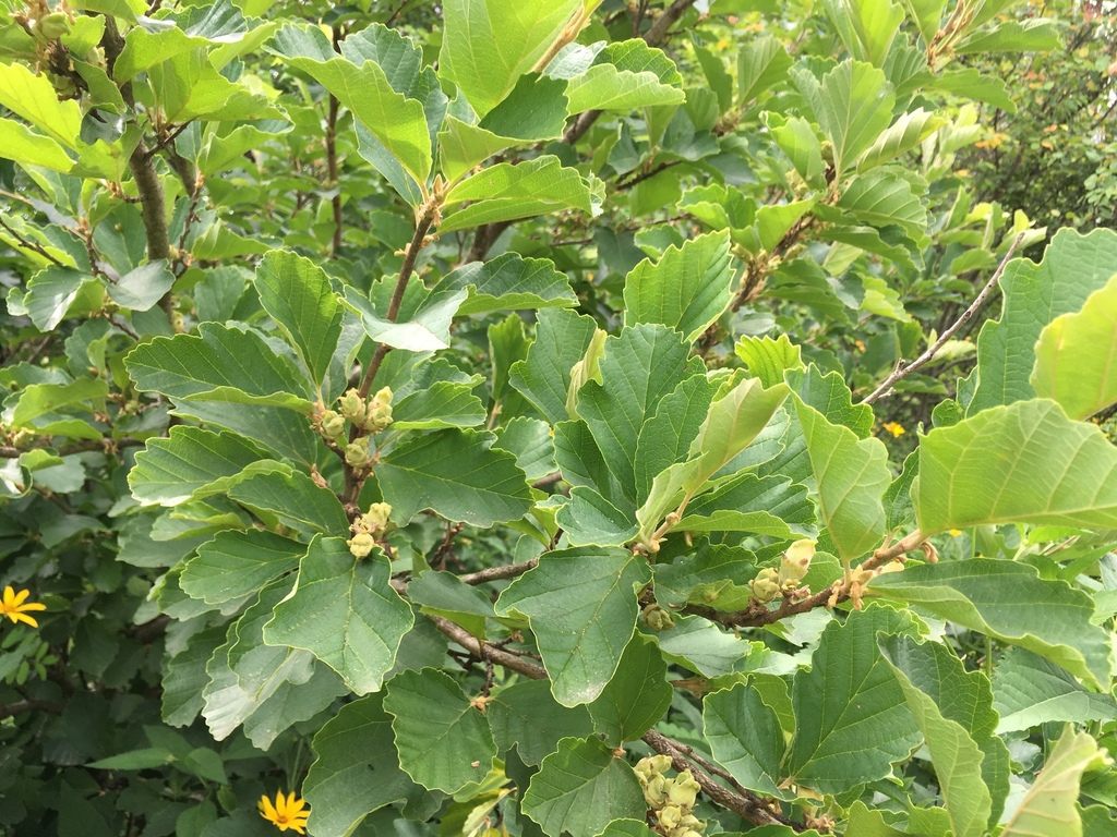 Witch hazel