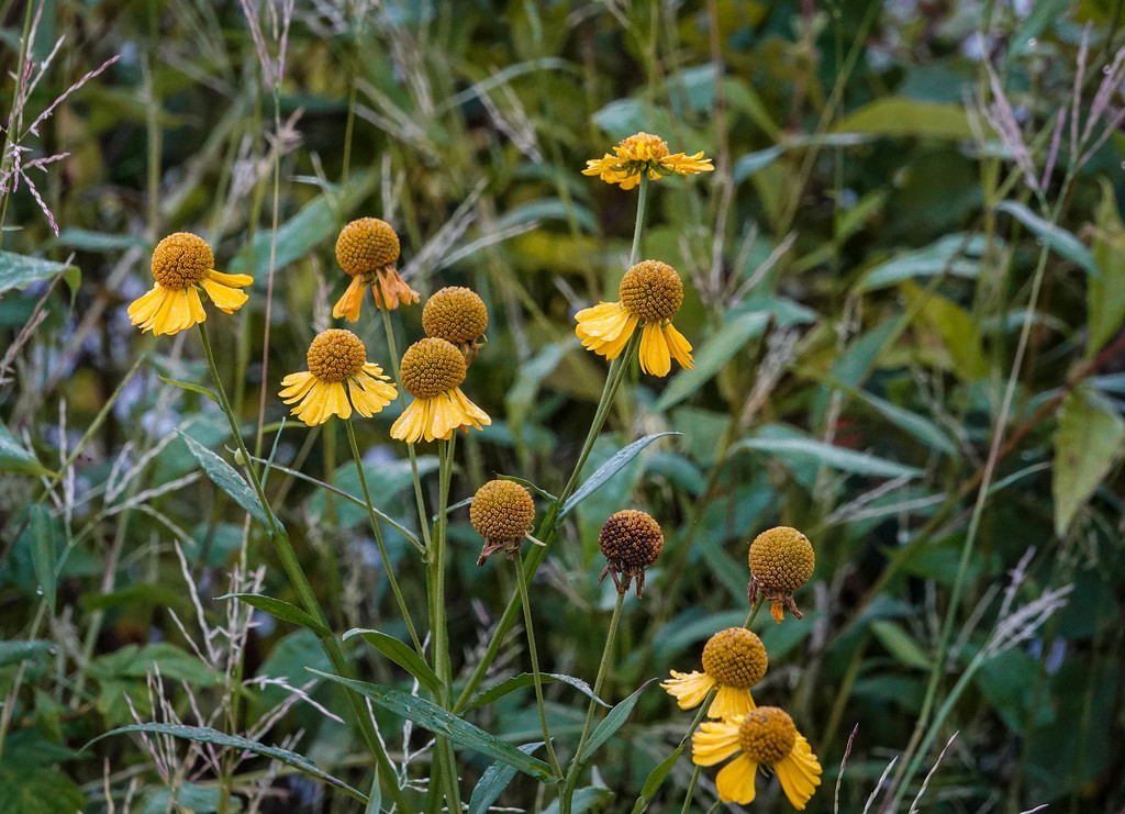 Common sneezeweed