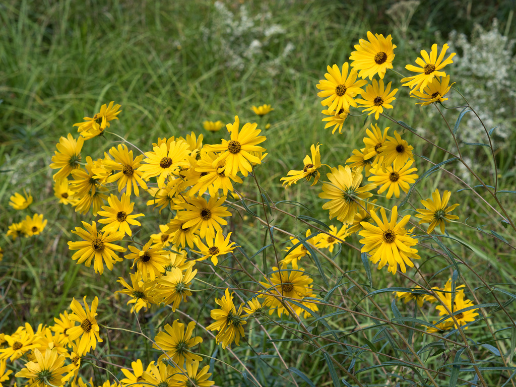 Narrow-leaved sunflower