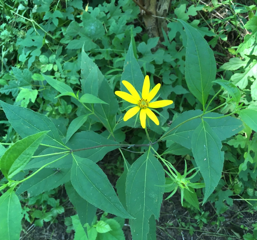 Thin-leaved sunflower
