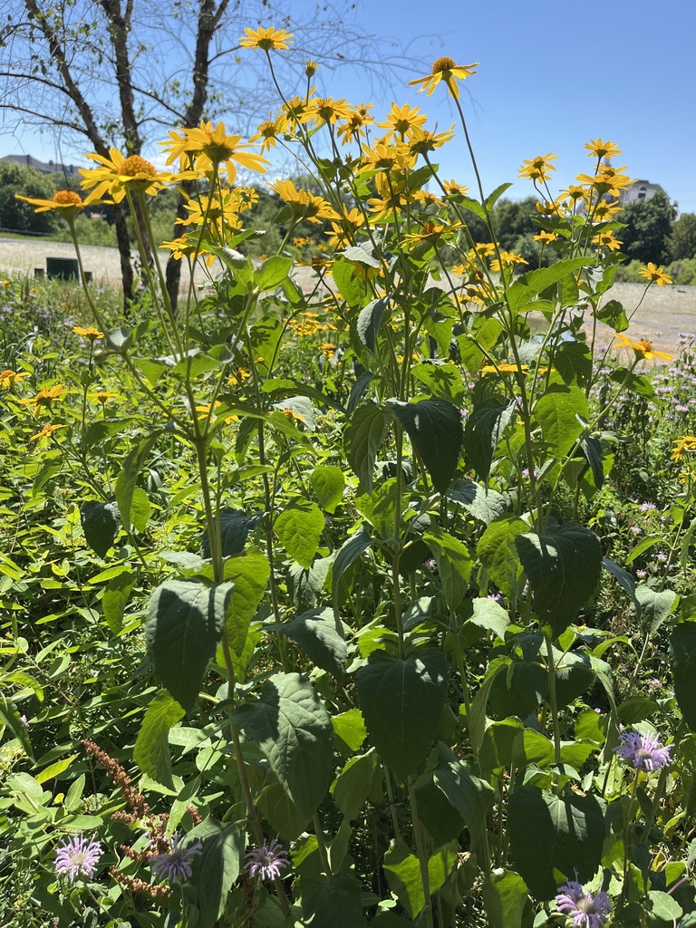 Oxeye