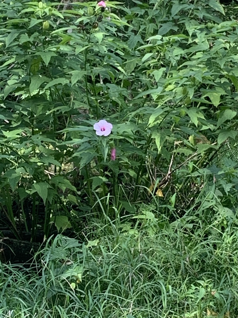 Halberd-leaf rose-mallow