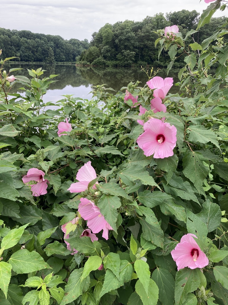 Swamp rose mallow