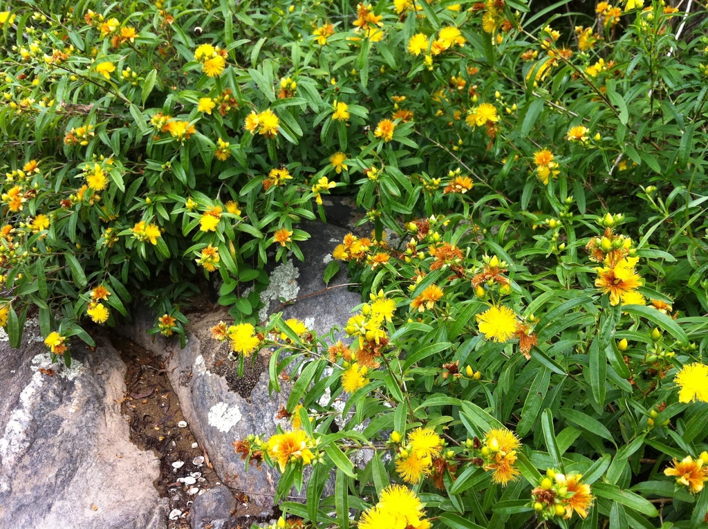 Common st. john's-wort