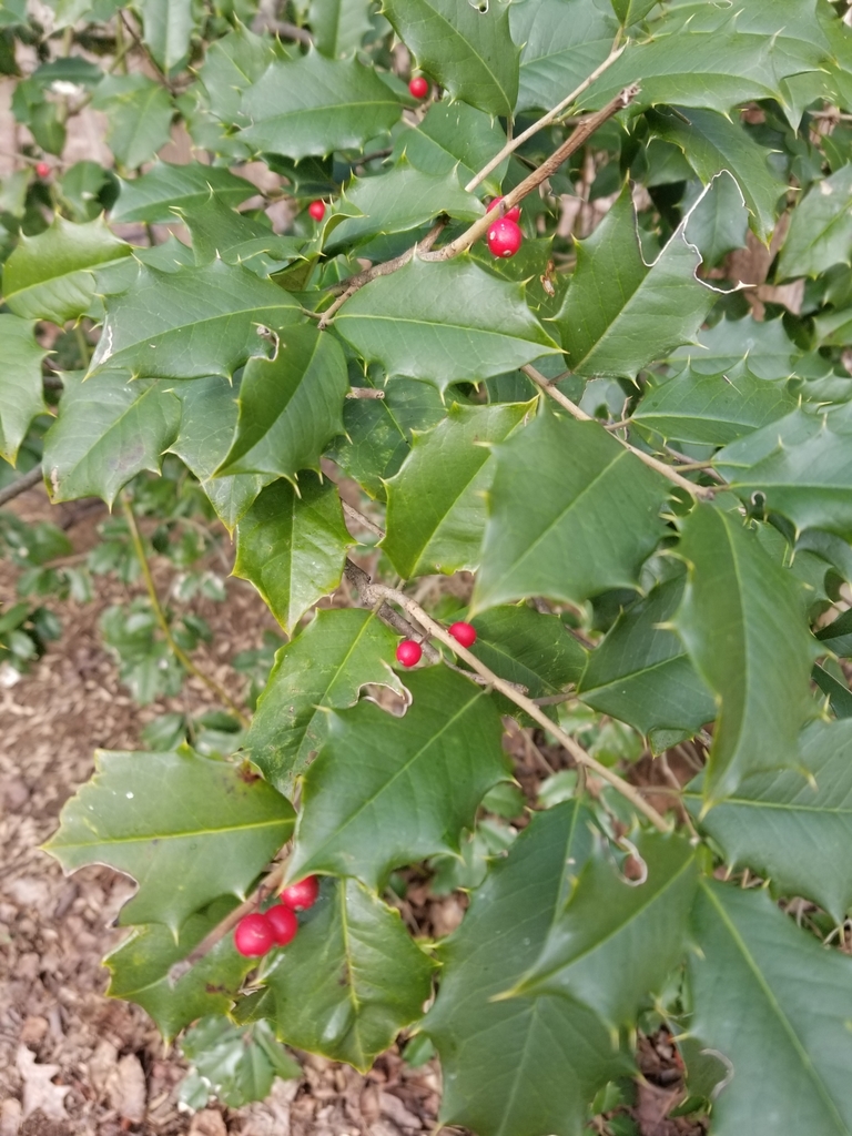 American holly