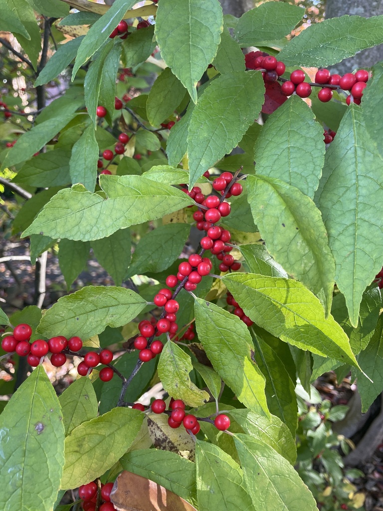 Winterberry