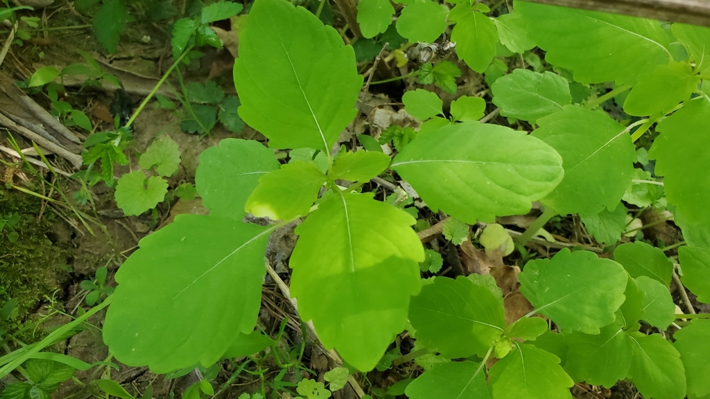 Spotted jewelweed