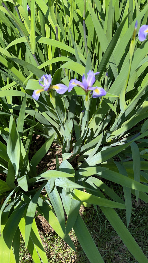 Virginia blue flag