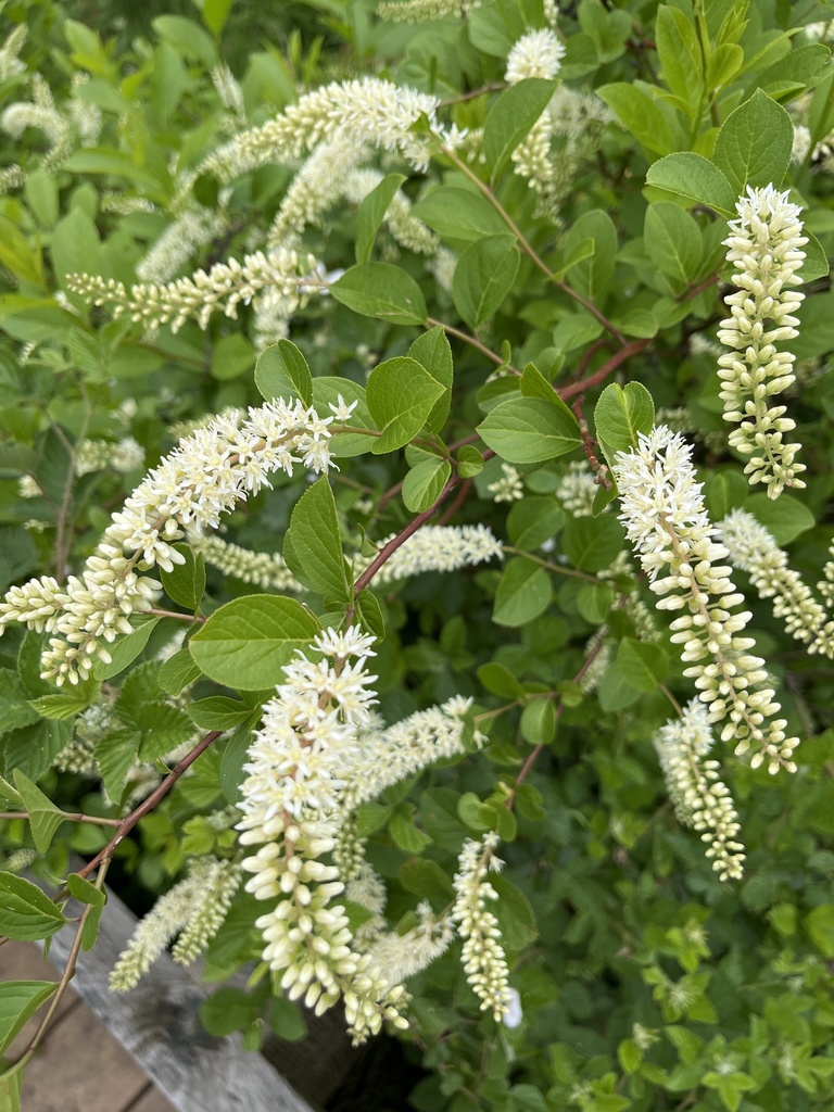 Virginia sweetspire