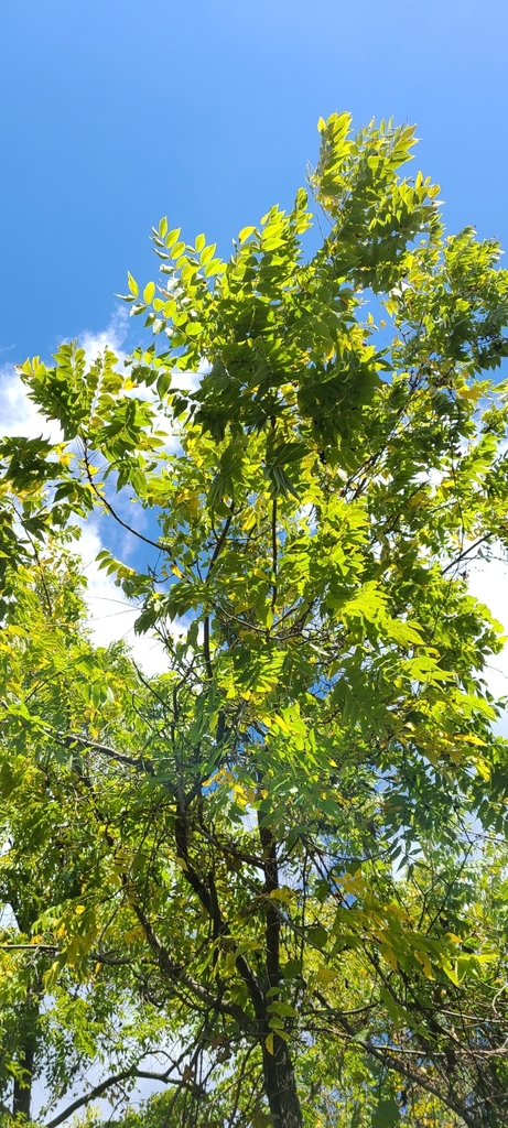 Black walnut