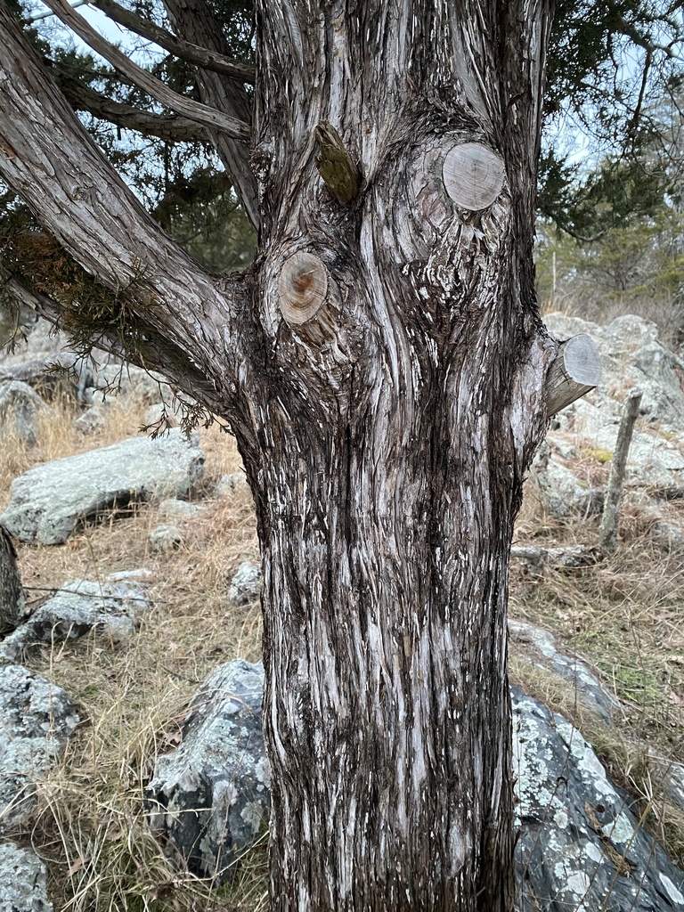 Eastern redcedar