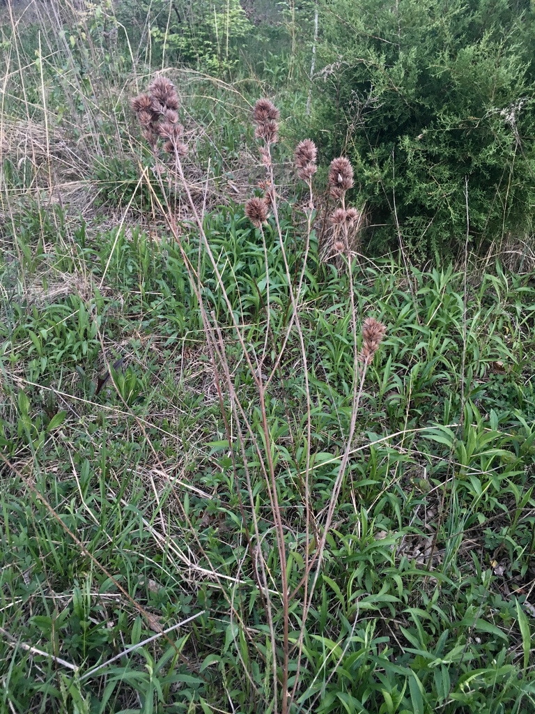 Round-headed lespedeza